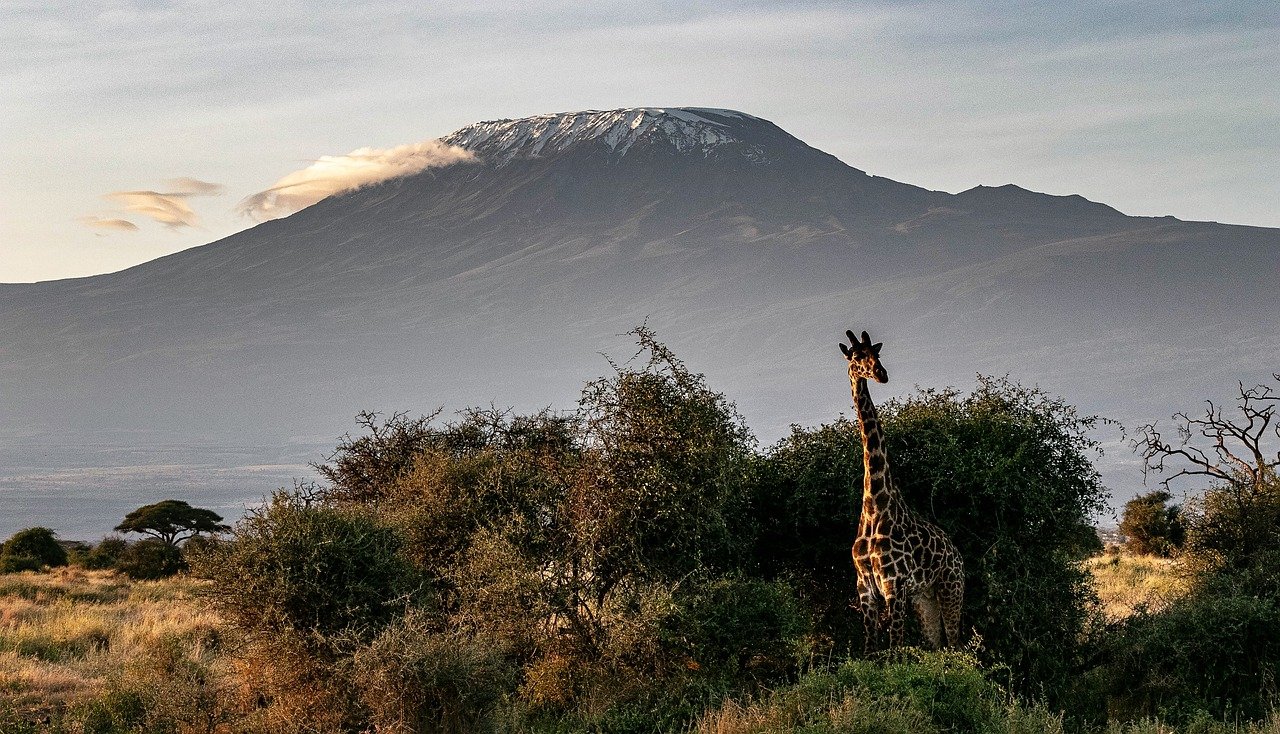 africa, kenya, safari