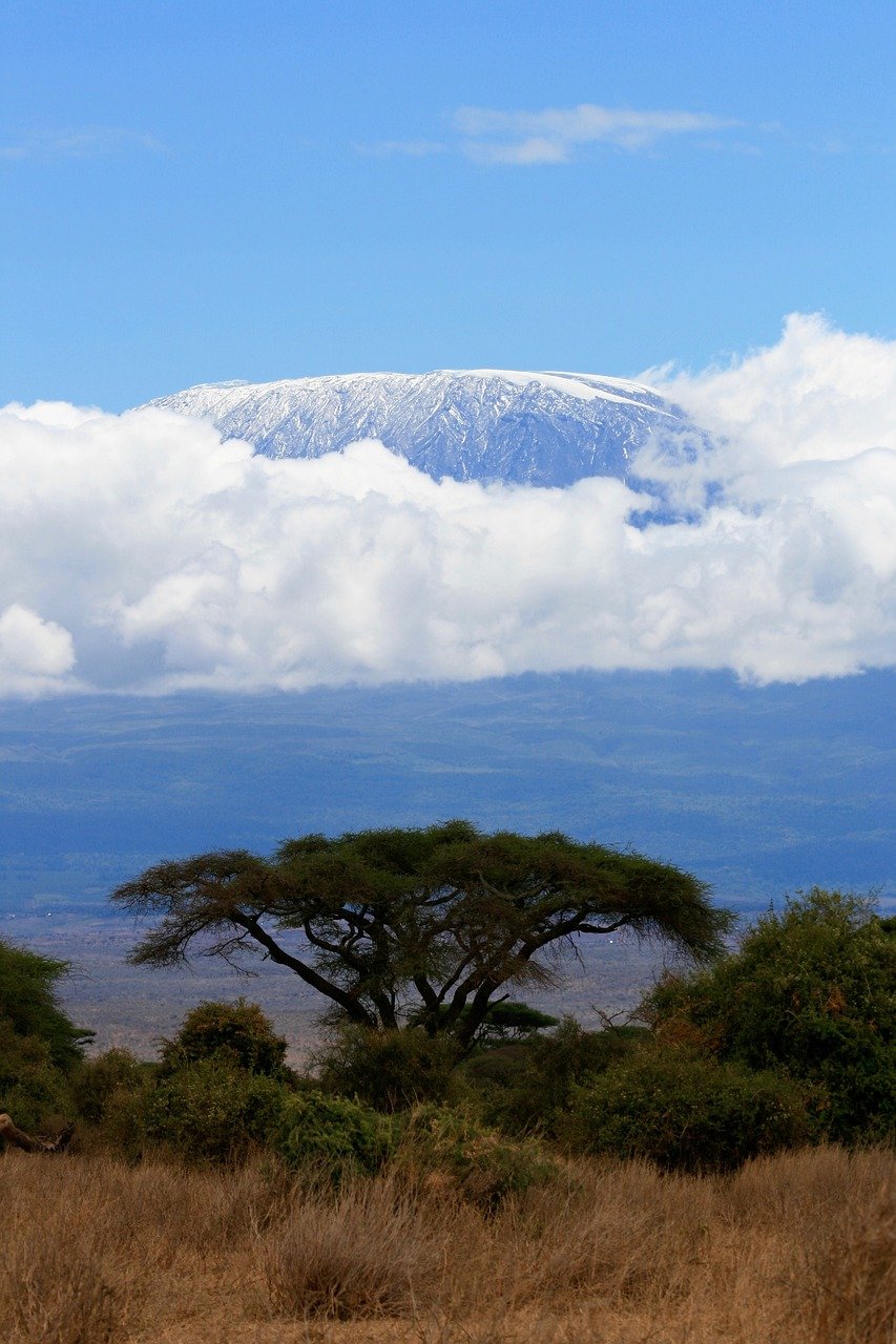 kenya, safari, tree