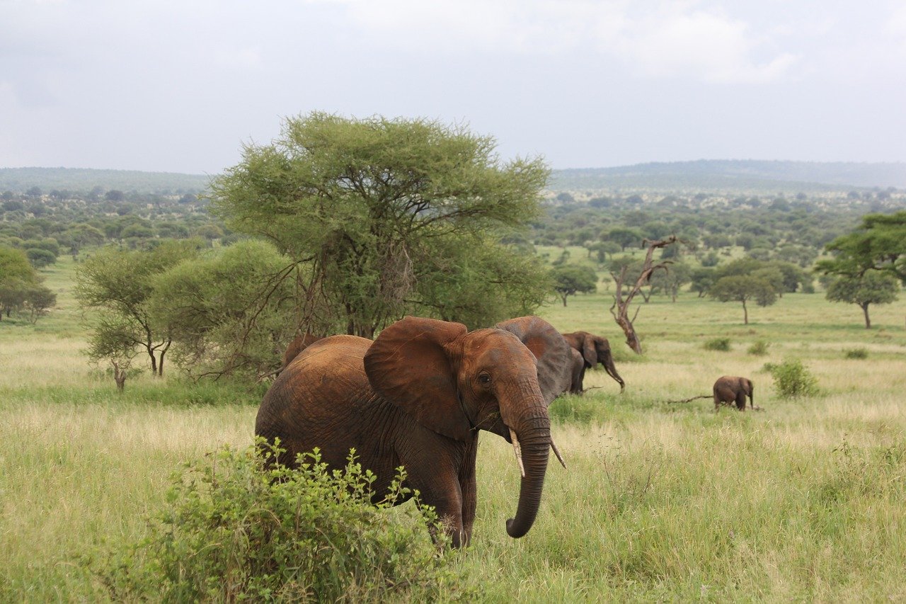 elephant, africa, tanzania