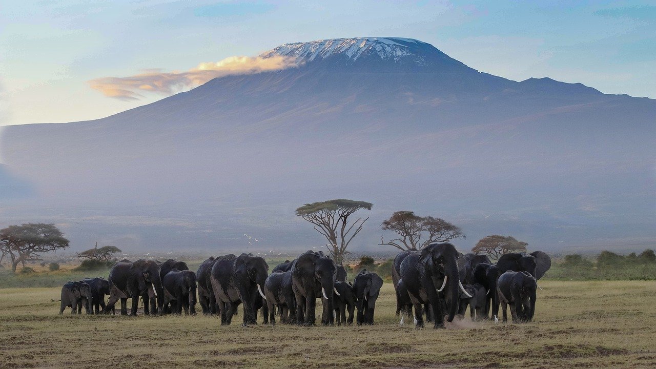 africa, kenya, amboseli