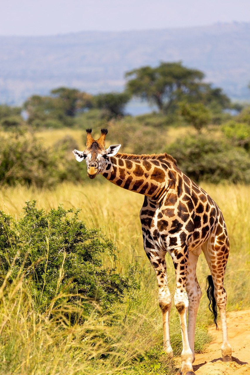 giraffe, animal, safari