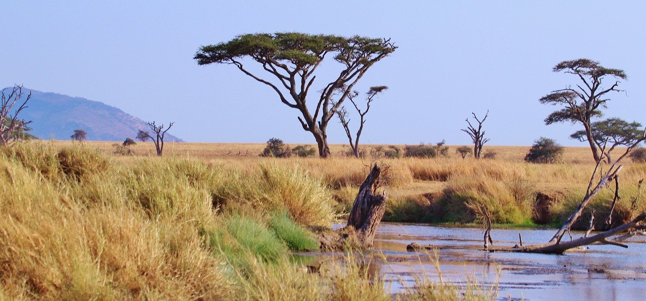 tanzania, africa, serengeti