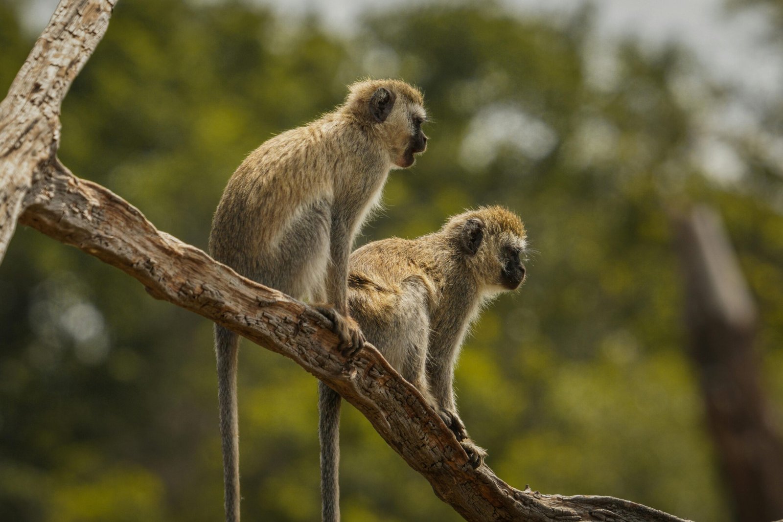 Monkeys Sitting on Tree Branch