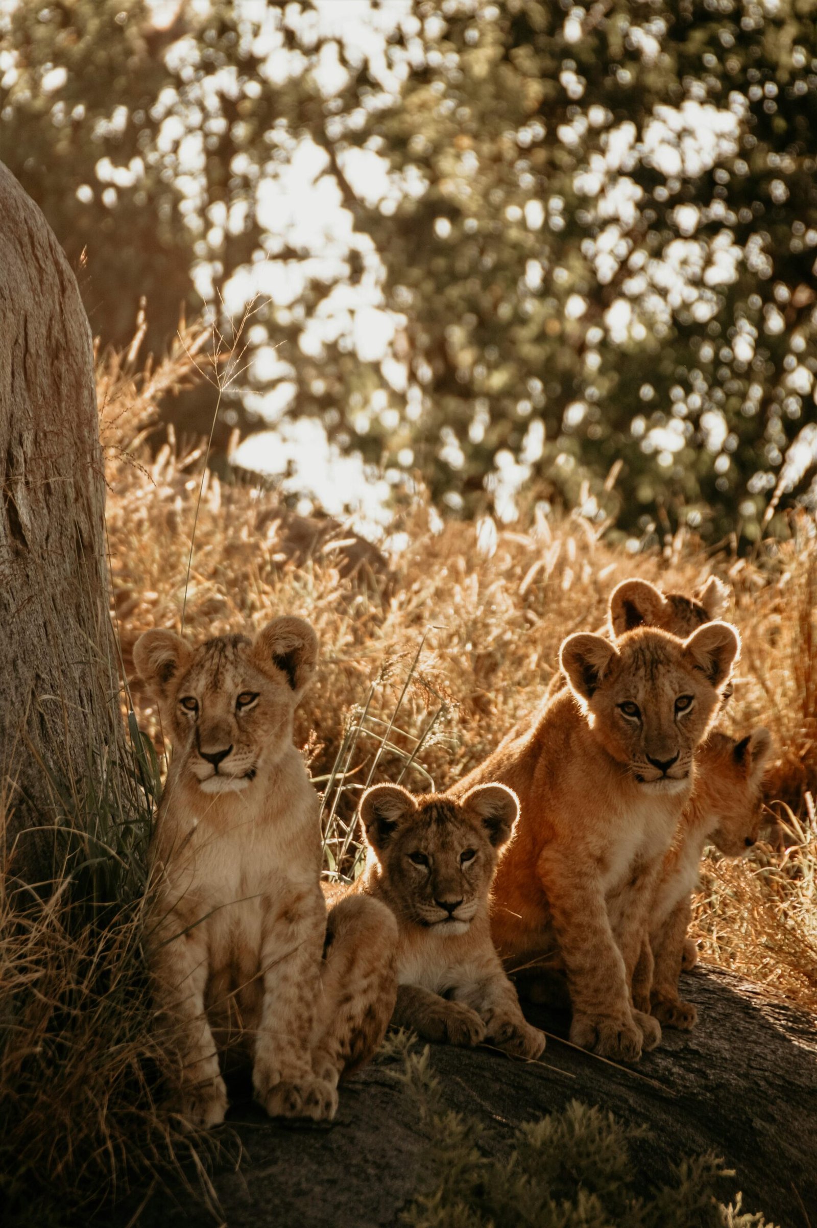 Young Lion Cubs in the African Grasslands