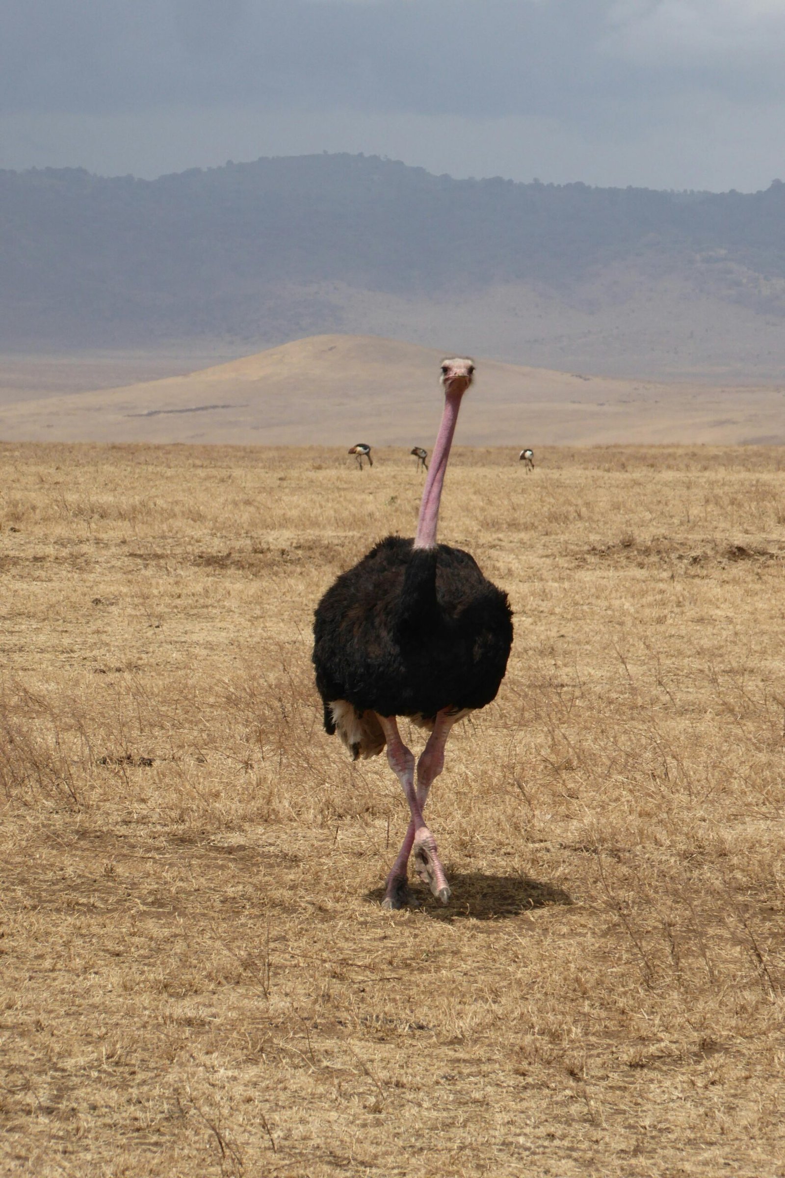 Ostrich Running on Grassland