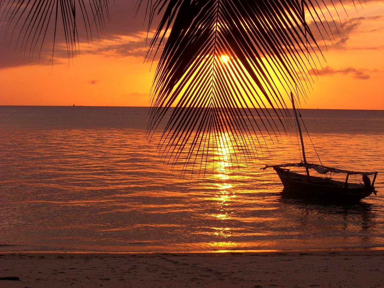 zanzibar, palm tree, water