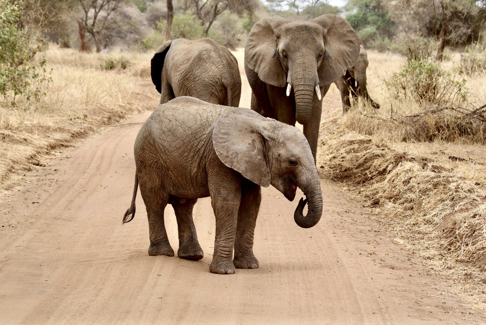 Elephants on Dirt Road