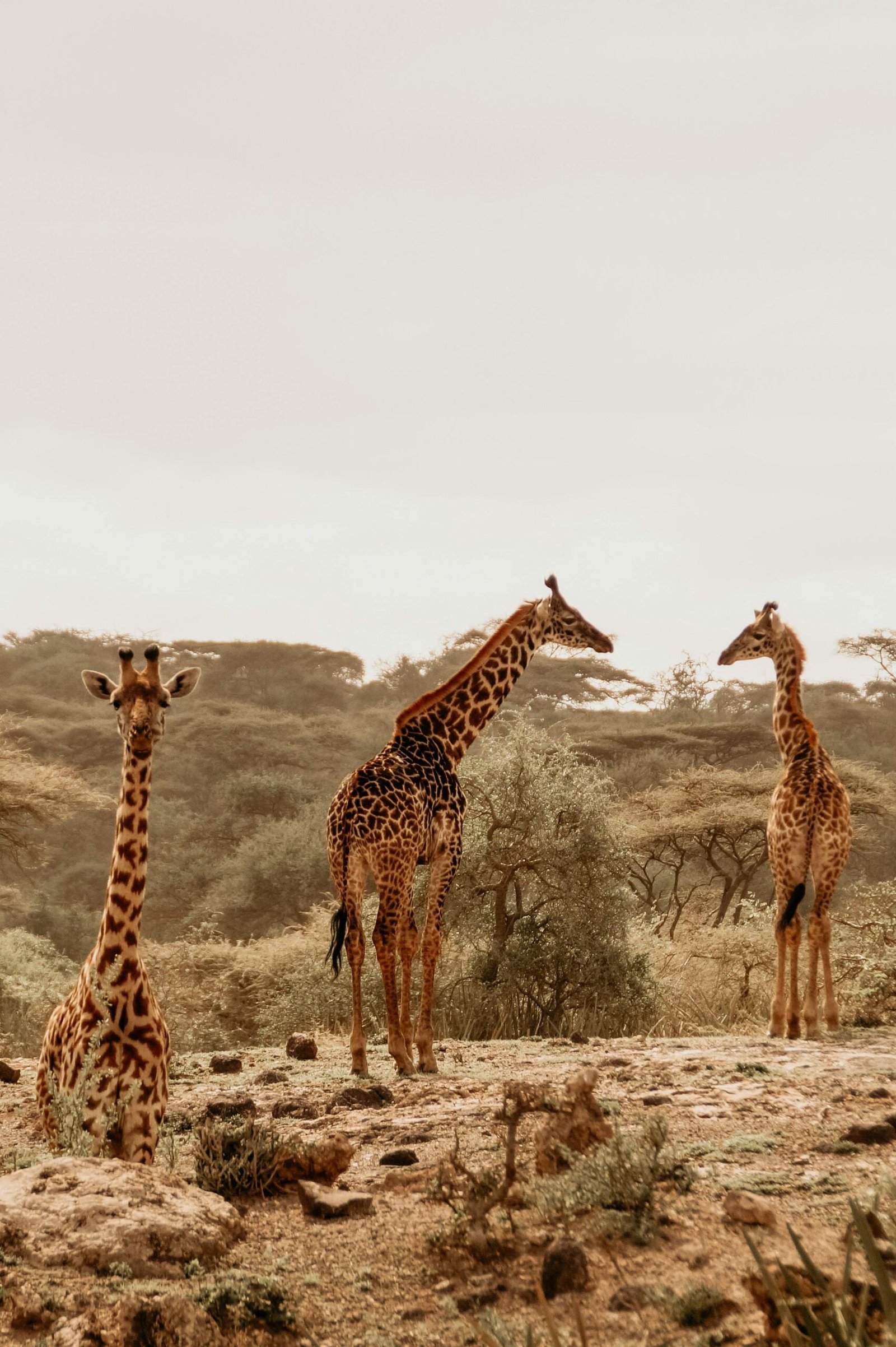 A serene view of three giraffes in the African savannah with lush vegetation.